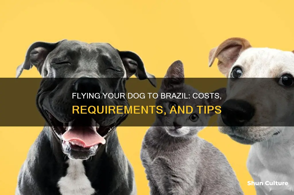 how much to fly a dog to brazil