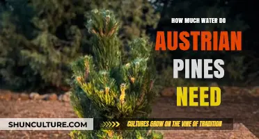 Austrian Pines: Hydration Needs and Optimal Watering Tips