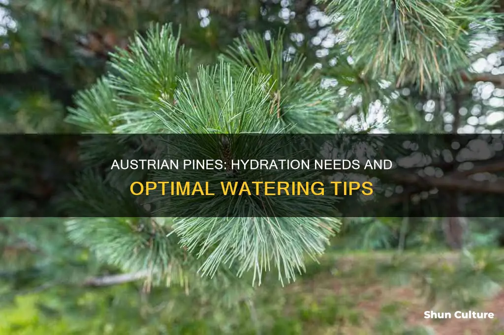 how much water do austrian pines need