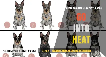 Understanding Australian Cattle Dog Heat Cycles: Frequency and Care Tips