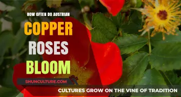 Austrian Copper Roses: Unlocking the Secrets of Their Blooming Schedule