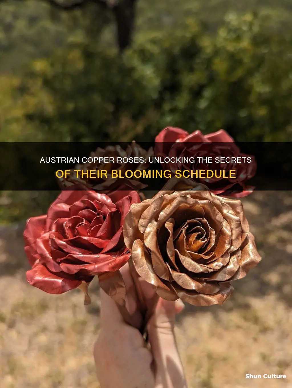 how often do austrian copper roses bloom