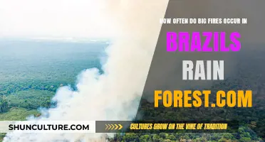Brazil's Rainforest: Frequency and Impact of Major Wildfires