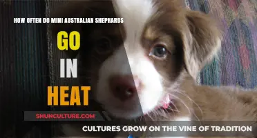 Mini Australian Shepherd Heat Cycles: Frequency and Care Guide