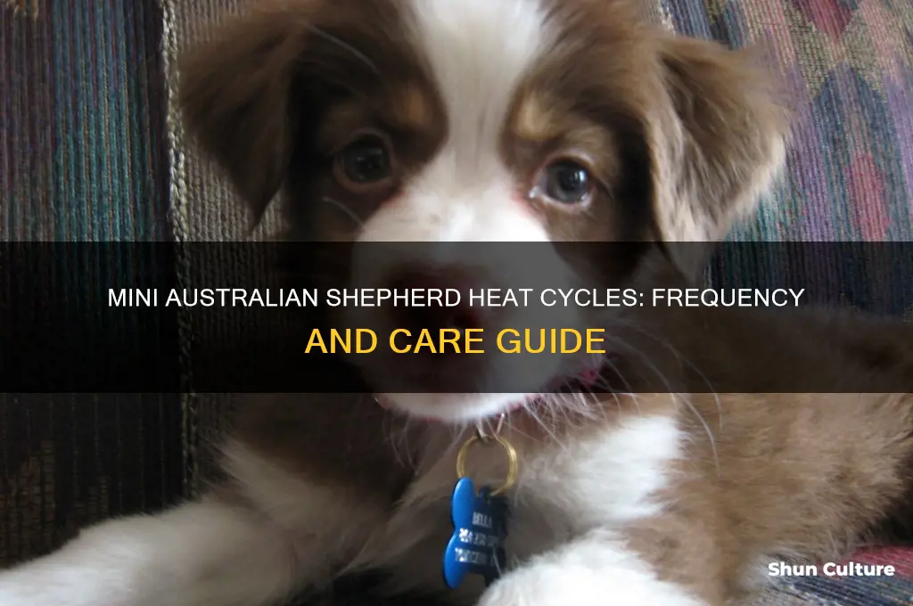 how often do mini australian shephards go in heat