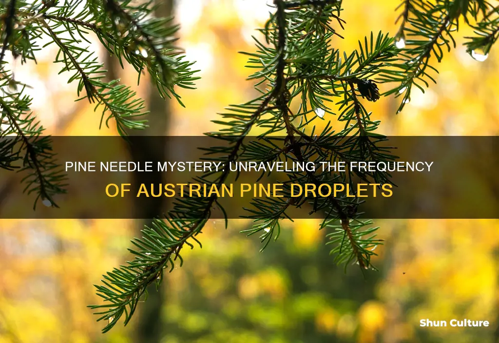 how often do needles fall from my austrian pine