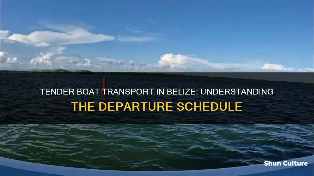 how often do tender boats leave belize