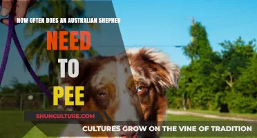 Australian Shepherd Potty Breaks: How Often Do They Need to Pee?