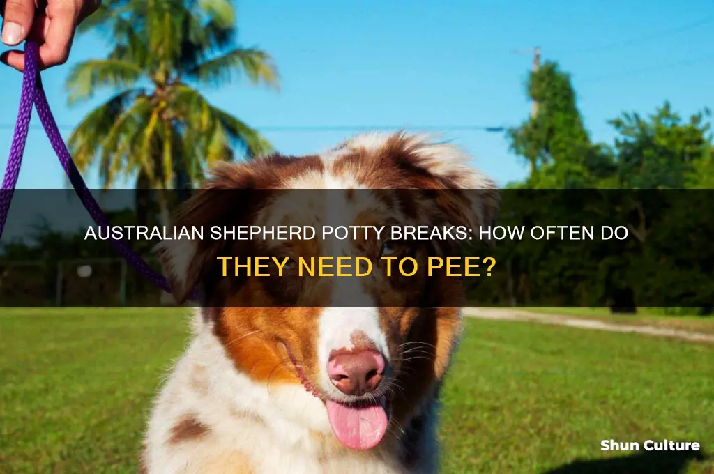 how often does an australian shepher need to pee