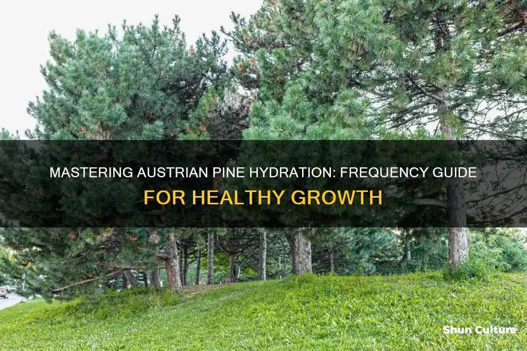 how often should I water my grown austrian pine trees