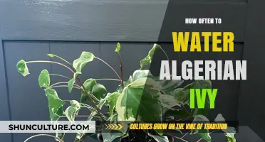 Algerian Ivy Care: Optimal Watering Frequency for Healthy Growth