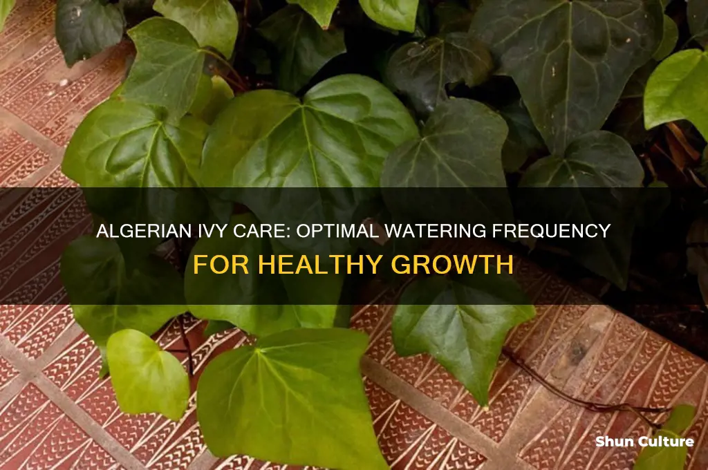 how often to water algerian ivy