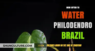 Philodendron Brazil Watering Guide: Optimal Frequency for Healthy Growth