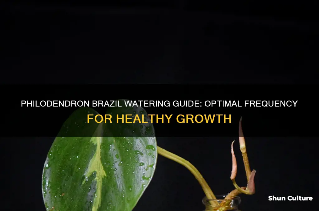 how often to water philodendron brazil