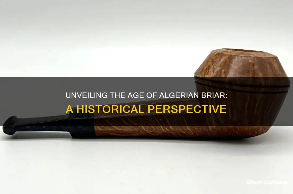 how old are algerian briar