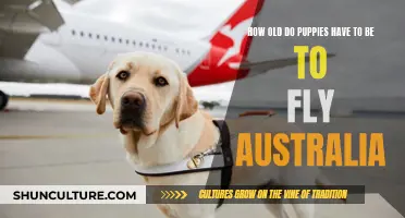 Puppies' Air Travel: Age Requirements for Australia-Bound Flights