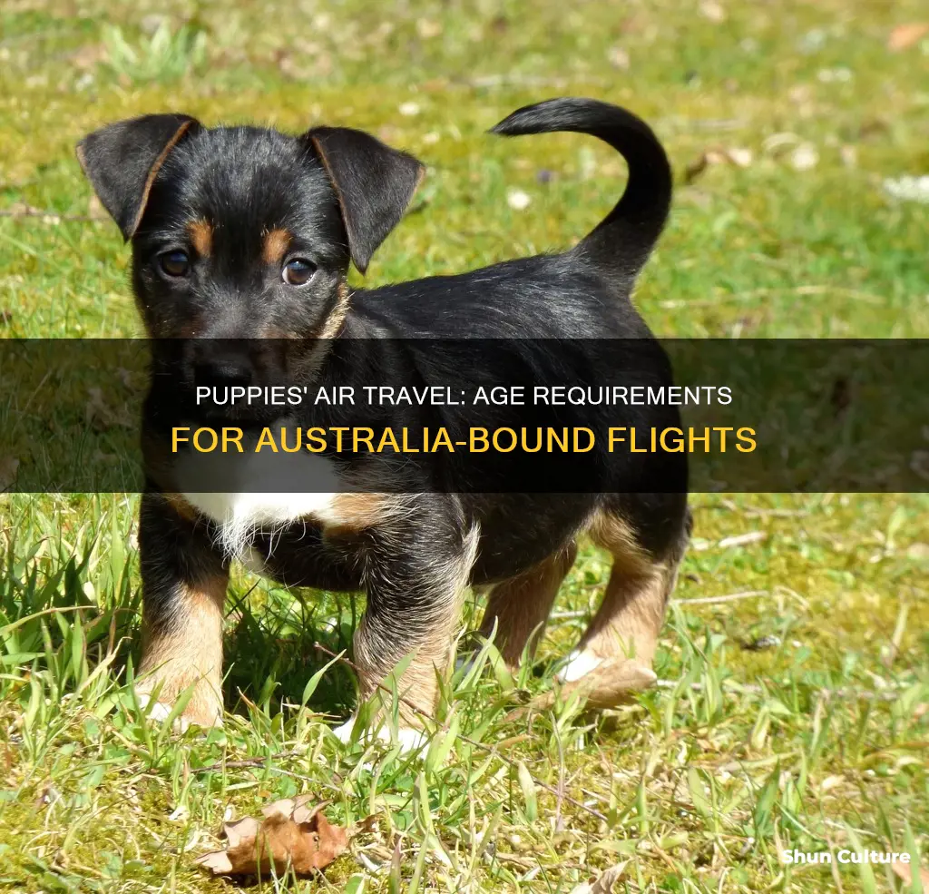 how old do puppies have to be to fly australia