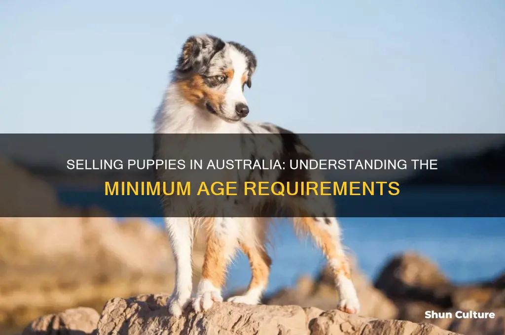 how old do puppies need to be to sell australia