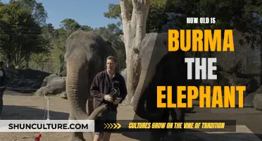Unveiling the Age of Burma: A Majestic Elephant's Life Story