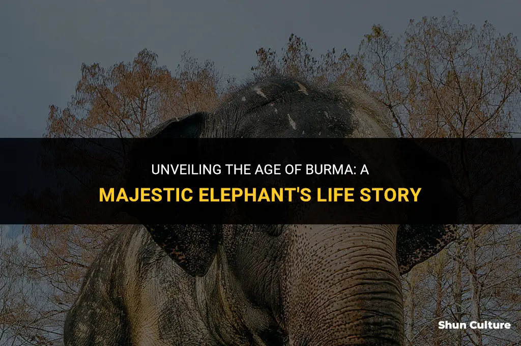 how old is burma the elephant