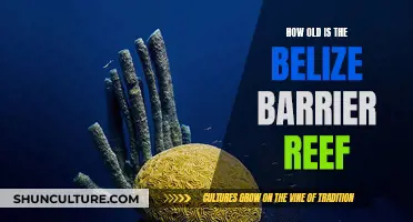 The Ancient Wonder of the Belize Barrier Reef