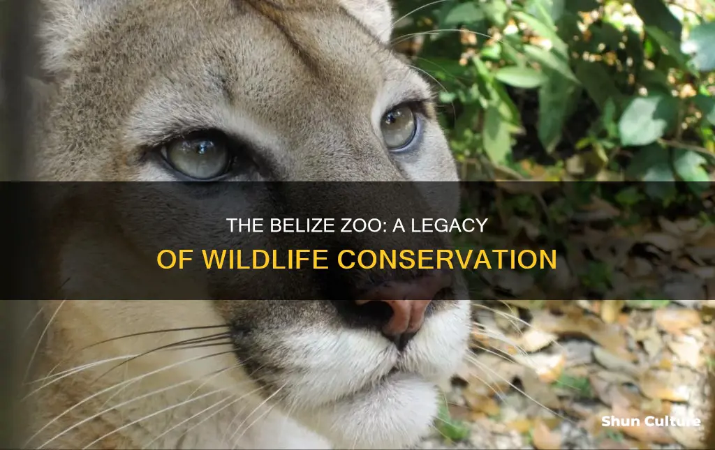 how old is the belize zoo