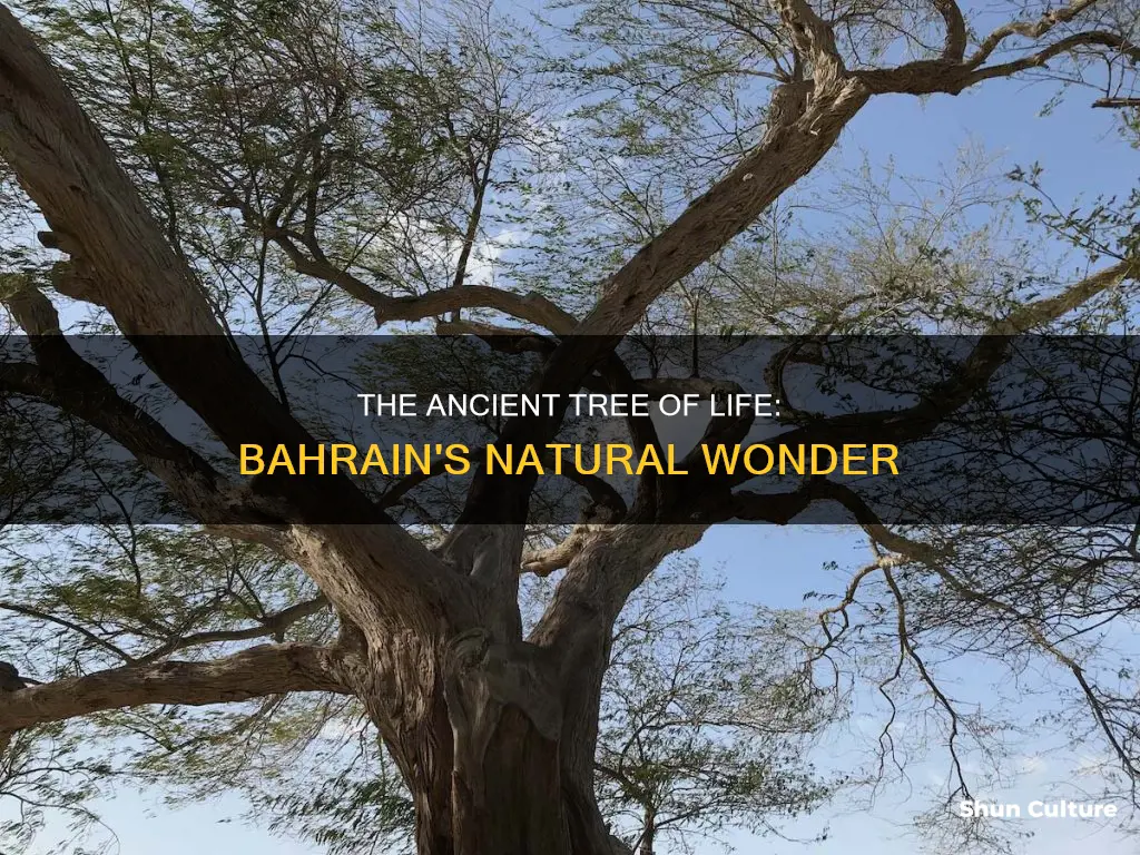 how old is the tree of life bahrain