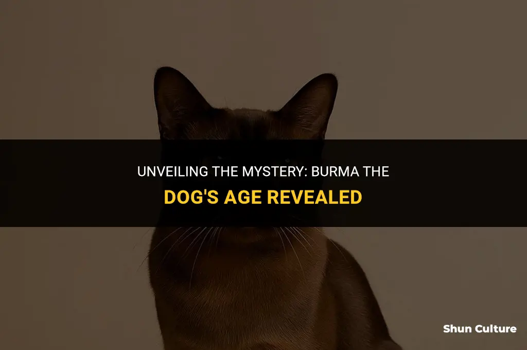 how old was burma the dog