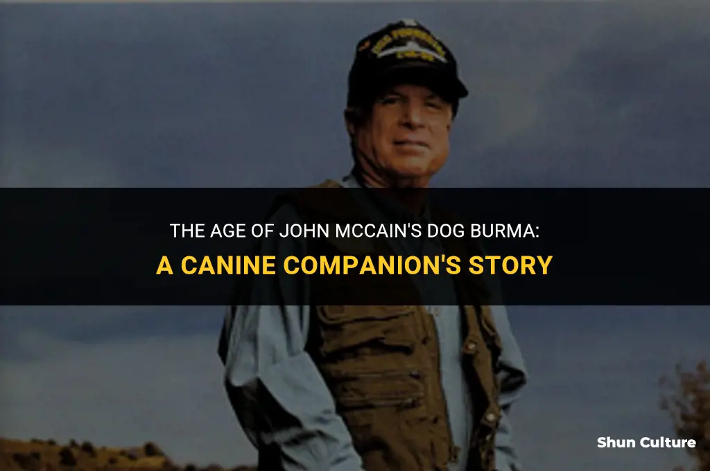 how old was john mccain dog burma