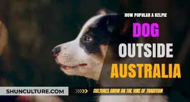 Kelpie Dogs: International Appeal or Aussie Icon?