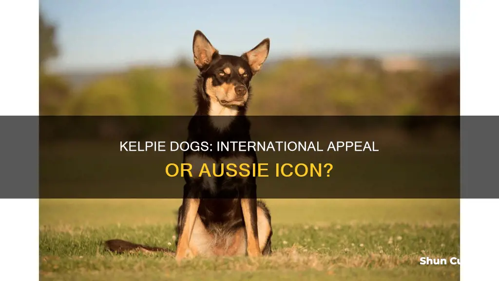 how popular a kelpie dog outside australia