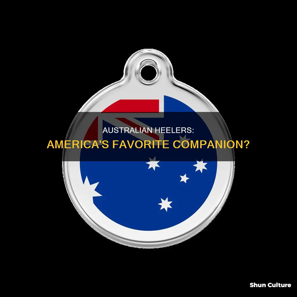 how popular is australian heeler in us