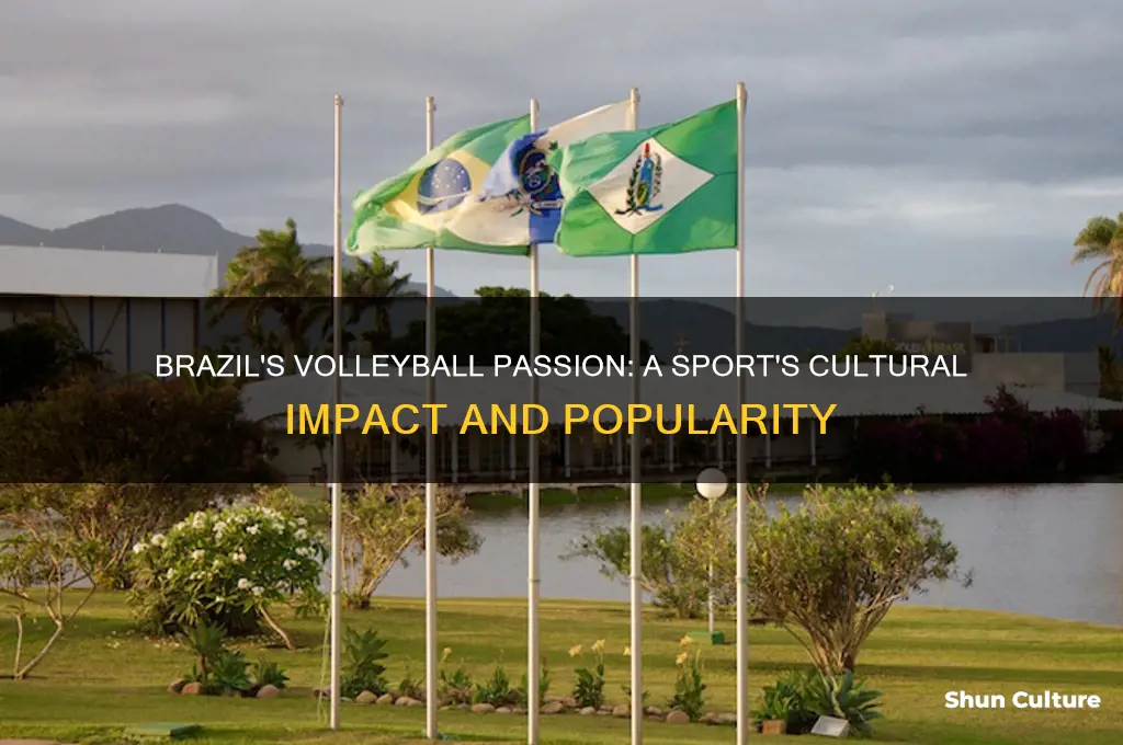 how popular is volleyball in brazil