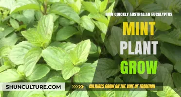 Australian Eucalyptus Mint: Rapid Growth Secrets
