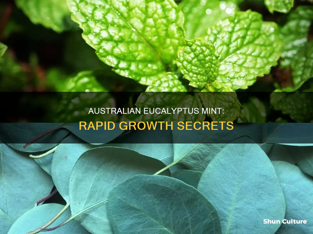 how quickly australian eucalyptus mint plant grow
