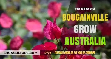 Bougainvillea Growth Guide: Australia's Blooming Wonder