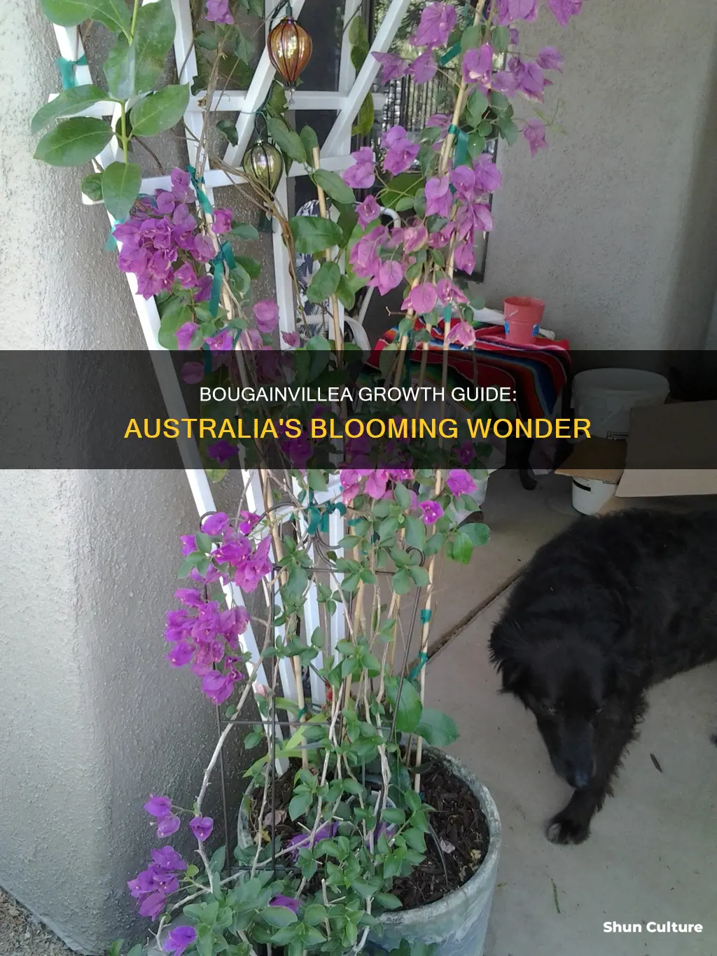 how quickly does bougainvillea grow australia