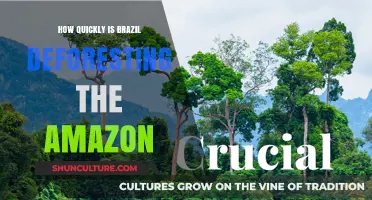 Brazil's Rapid Amazon Deforestation: Alarming Rates and Environmental Impact