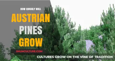 Austrian Pines: Unlocking Growth Secrets for Quick Results