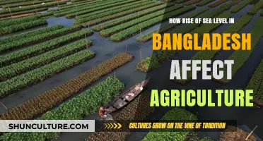 Rising Seas Threaten Bangladesh's Agriculture: Challenges and Adaptation Strategies