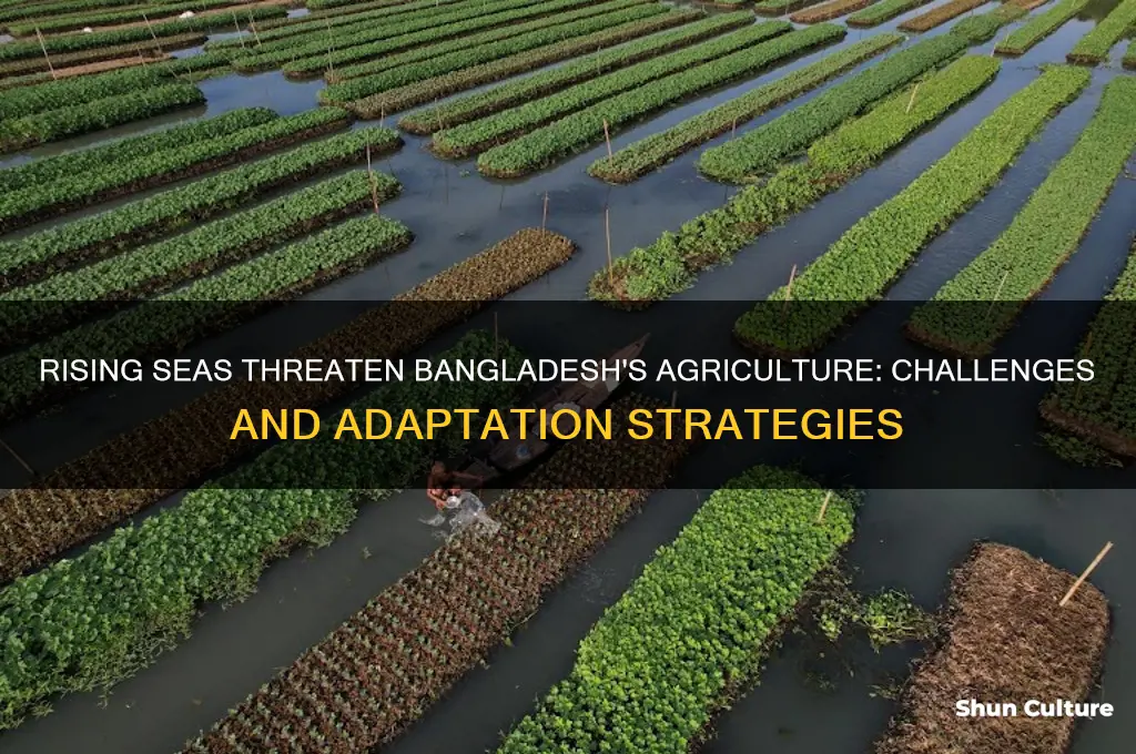 how rise of sea level in bangladesh affect agriculture