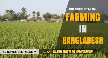 Salinity's Impact on Rice Farming in Bangladesh: Challenges and Solutions