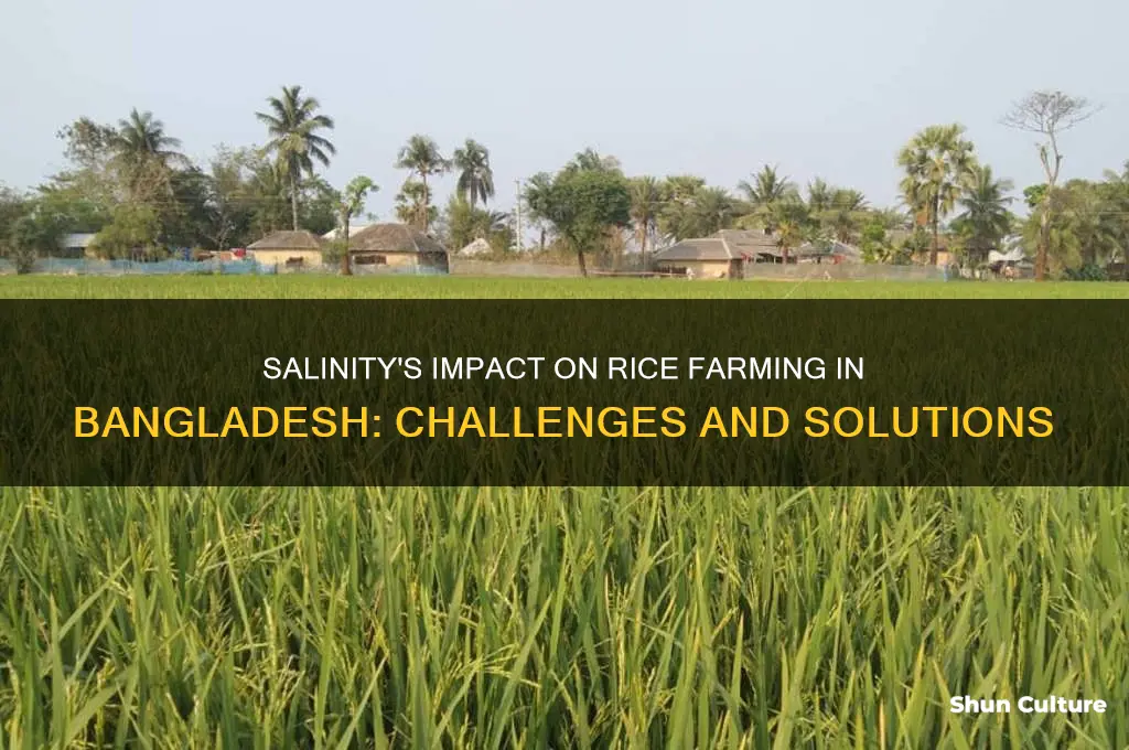 how salinity affect rice farming in bangladesh