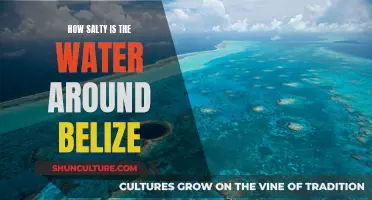 The Salty Truth of Belize's Waters