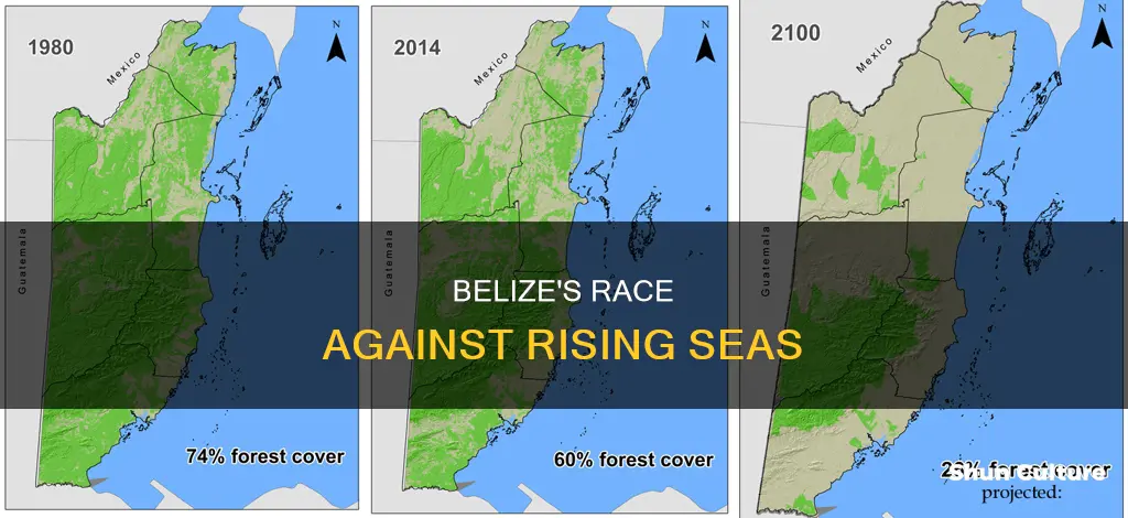 how soon will the rising ocean levels hurt belize