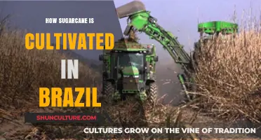 Cultivating Sugarcane in Brazil: A Comprehensive Guide to Farming Practices