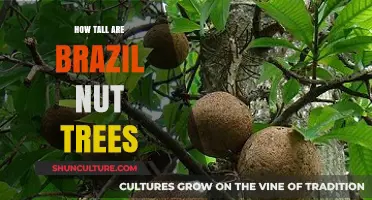 Discover the Impressive Height of Brazil Nut Trees in the Amazon