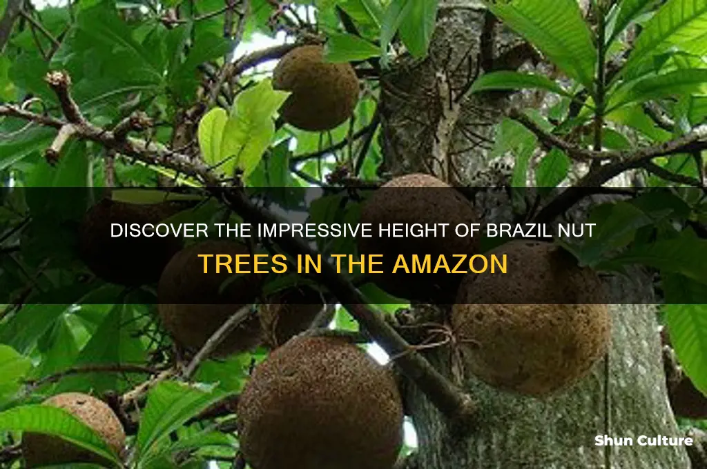 how tall are brazil nut trees