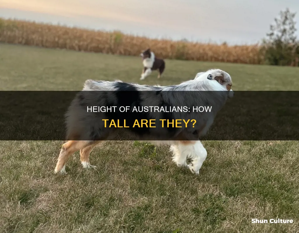 how tall are people usually from australia