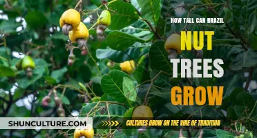 Discover the Impressive Height of Brazil Nut Trees in the Amazon